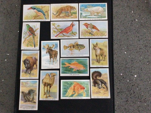 Bat cigarette cards birds - bat,