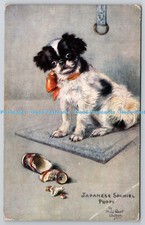 R742787 Japanese Spaniel Puppy