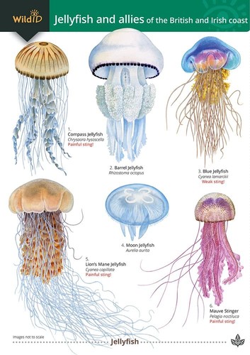 Jellyfish and allies the - and, of