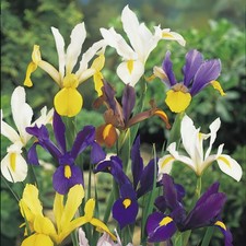 50 Iris *Dutch Tall Mixed* Spring Flowering Bulbs