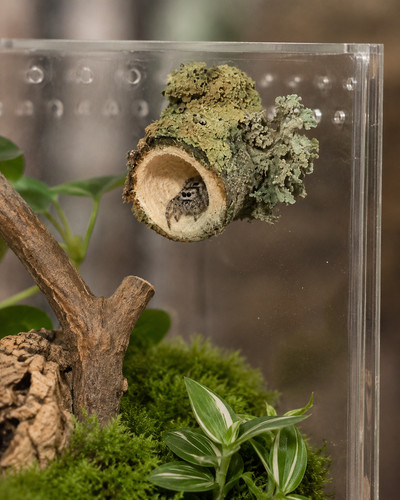 Spider reptile hide wooden log - hide,