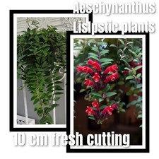Aeschynanthus Lipstick