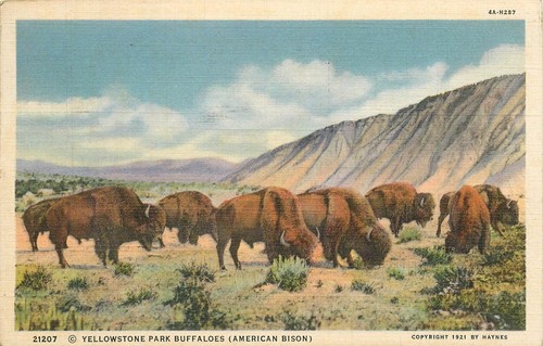 1938 yellowstone park - yellowstone,