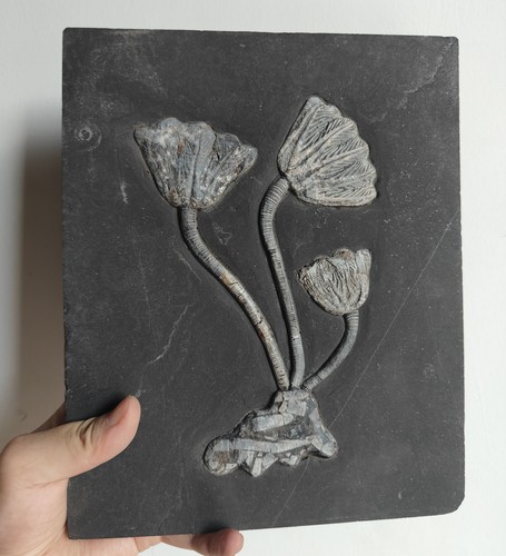 Natural devonian prehistoric - natural,