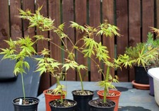 Acer palmatum - Japanese Maple