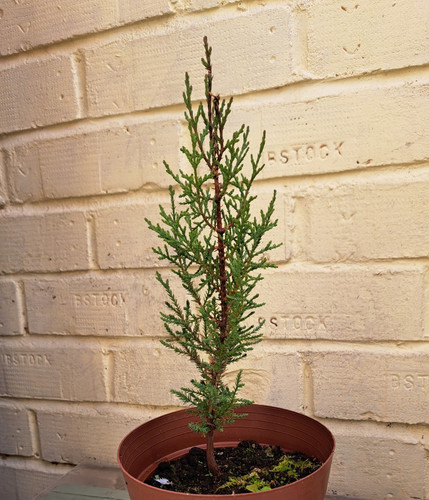 Italian cypress tree sapling - cypress,