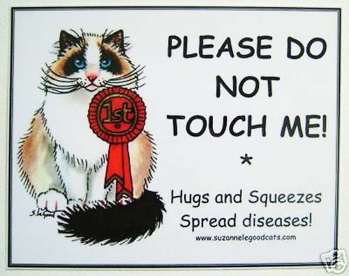 Ragdoll cat show - show, pen