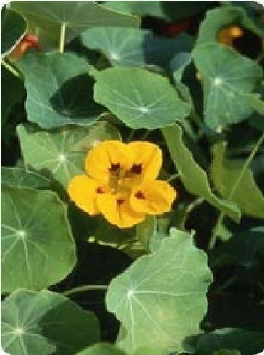 Flower nasturtium luteus - nasturtium,