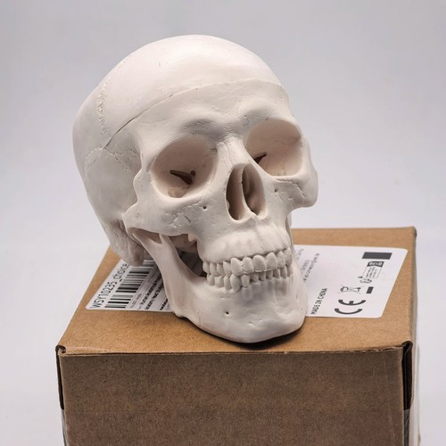 Human skull model - human,