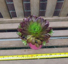 Aeonium Phoenix Flame. Young