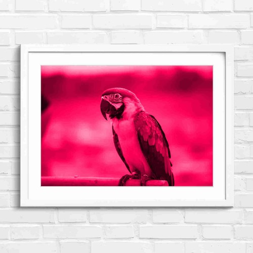 Blue and gold macaw - gold,
