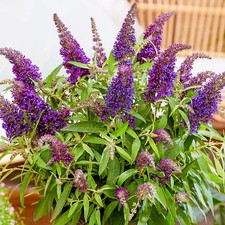 Buddleia Butterfly Candy Little Purple Dwarf Bush Flowering Shrub Plant in Pot