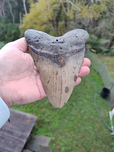 Megalodon shark tooth fossil - tooth,
