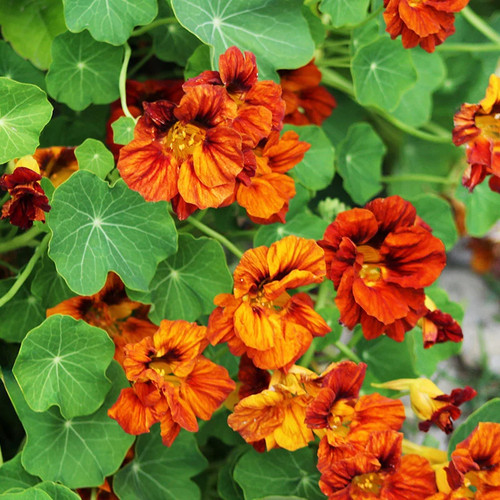Tropaeolum mahogany jewel - tropaeolum, jewel'