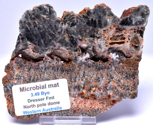 Microbial mat dresser - microbial, mat,