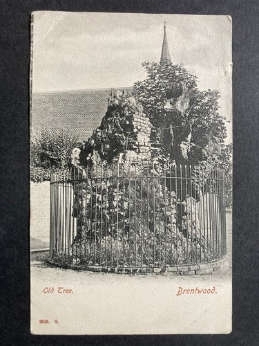 The old tree brentwood essex - old, tree,