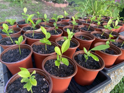 Meyer lemon tree live - tree, plant