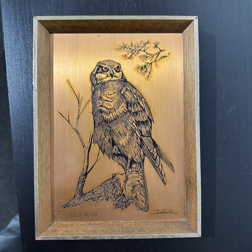 Marsh harrier copper engraving - harrier,