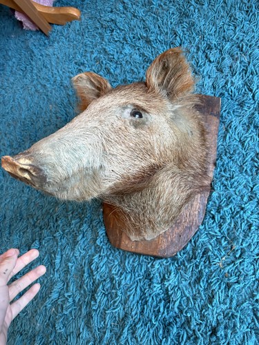 Wild boar head taxidermy - boar,