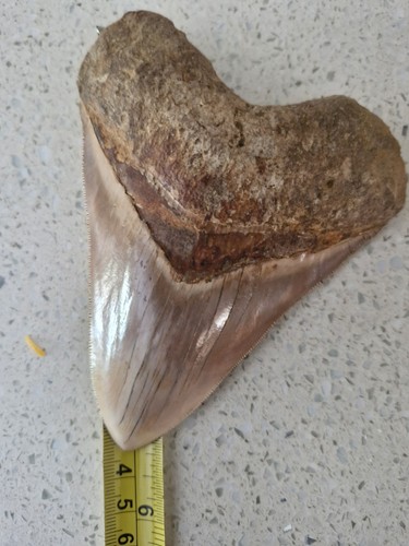 Megalodon shark tooth - , fossil