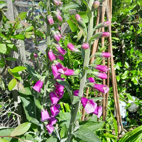 Large foxglove - x,