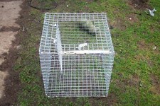 Magpie trap half - 1,