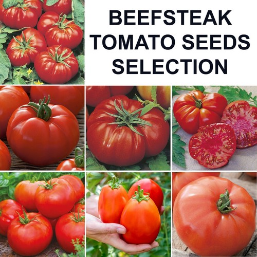 Beefsteak tomato seeds - tomato,