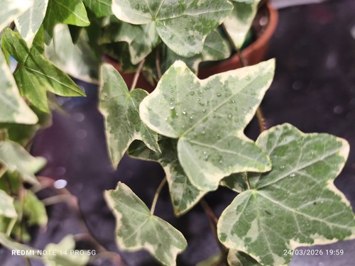 Hedera helix english - english, ivy