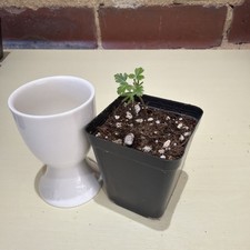 Rare Boswellia sacra