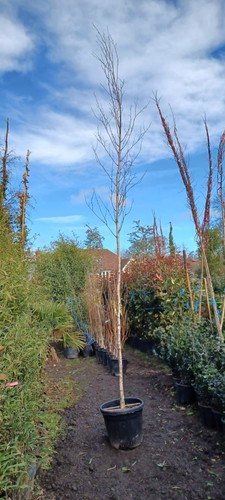 Silver birch tree - birch, 30l