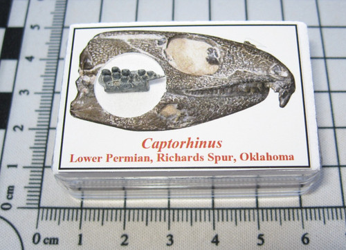 Permian reptile captorhinus - permian,