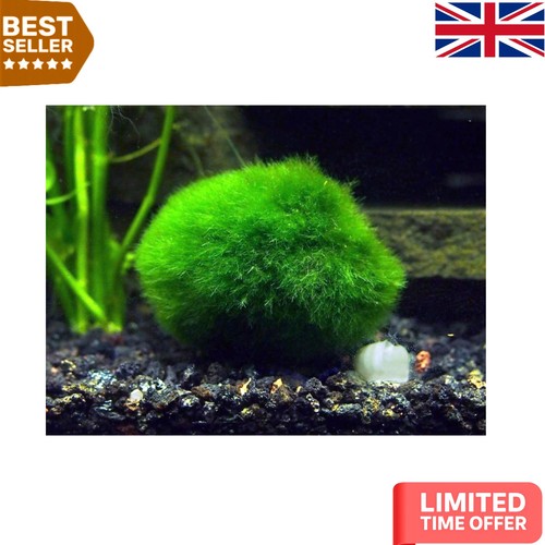 Set giant moss - set, 2
