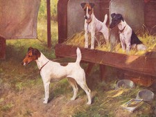 SMOOTH FOX TERRIER CHARMING