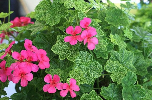 Pelargonium crocodile - pelargonium,