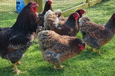 6 Farm Fresh Hatching Eggs