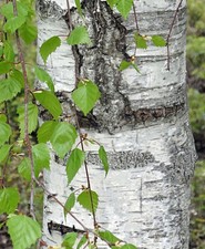 (Approx 80 cm) - silver birch