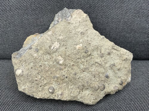 Unprepared silurian seabed - silurian,