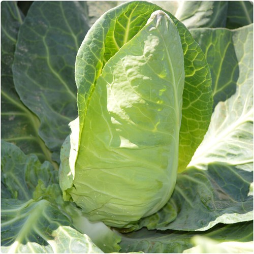 Cabbage pointed regency - 'regency', mini