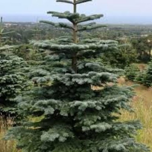 1000 noble fir christmas - 1000,
