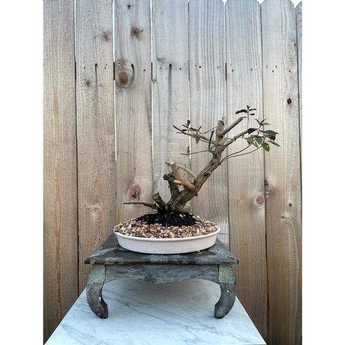 Awesome fantastic vitex - fantastic,