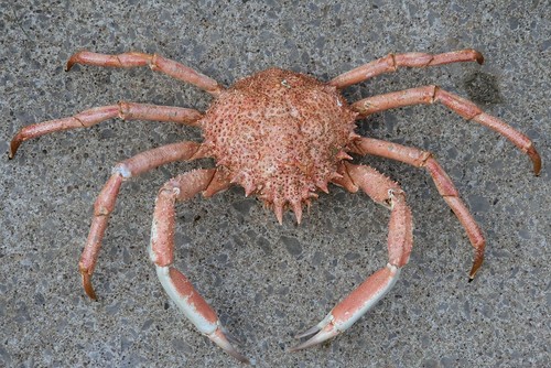 Large european spider - spider, crab