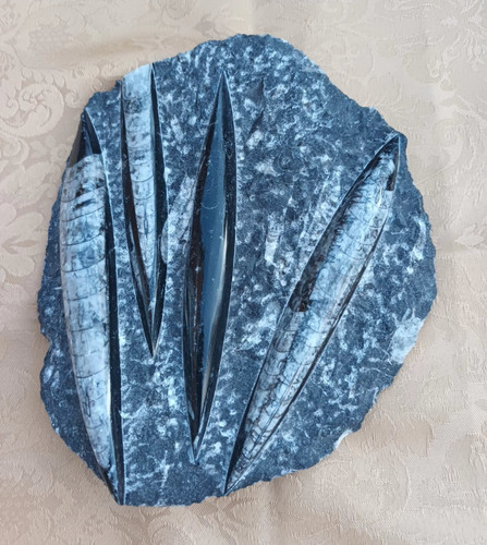 Polished orthoceras fossils - orthoceras,