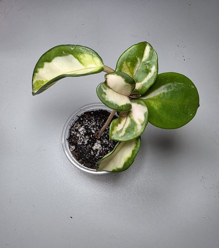Hoya carnosa tricolor wax - carnosa,