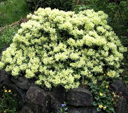 Rhododendron shamrock 9cm pots - rhododendron,