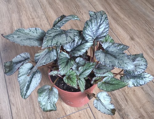 Begonia rex arctic breeze - rex,