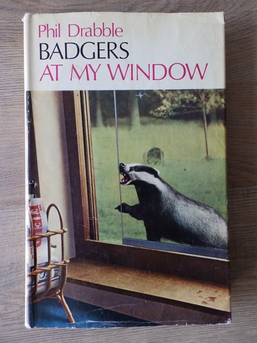 Badgers window by phil - my,
