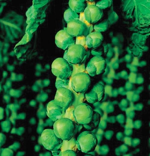 Brussel sprouts plant - brussel,