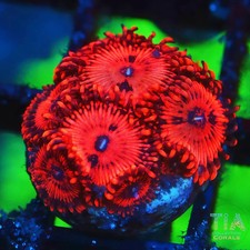 Tia burning furnace zoas - burning, not