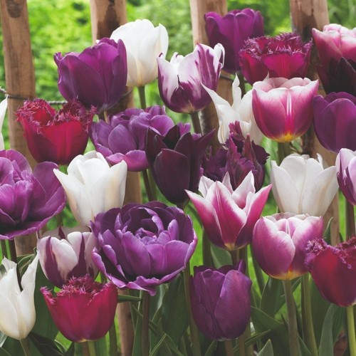 Tulip purple passion blend - tulip,