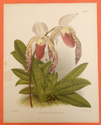 Cypripedium morganiae orchid - morganiae,